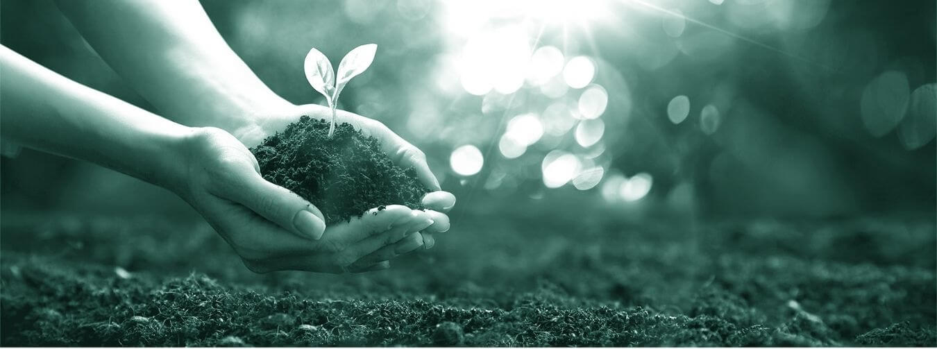 Lifting a growing plant into the sunlight.